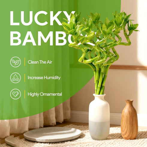 10 8 Inch Fresh Lucky Bamboo Stalks Spiral Style Live Plant - for Home Office Decor, Feng Shui & Good Fortune