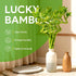 10 8 Inch Fresh Lucky Bamboo Stalks Spiral Style Live Plant - for Home Office Decor, Feng Shui & Good Fortune