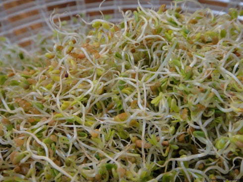 microgreens,1 lb, "COOL BEANS n SPROUTS" Brand, Love Your Heart Mix Seeds for Sprouting A Combination of Adzuki Beans