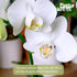 5" 22"+ Large White Live Orchids Blooming in Blue & White Orchid Pot, Pet Friendly Live Plant Gifts for Plant Lovers