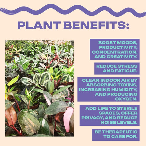 Coollective Plants 2 4 Inch (2-inch Alocasia Ninja, Live Plant in a or Growers Pot, Live Indoor, Easy to Grow, Easy