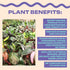 Coollective Plants 2 4 Inch (2-inch Alocasia Ninja, Live Plant in a or Growers Pot, Live Indoor, Easy to Grow, Easy