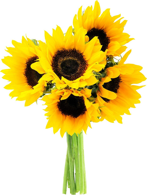 KaBloom Flowers - Smile Bouquet of 5 Fresh Sunflowers Without Vase -