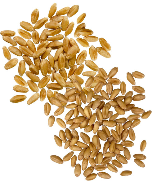 2-5 LB (10 LBS Palouse Brand Certified Glyphosate Residue Free Hard Red Spring and Soft White Wheat Berries | Burlap