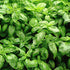 1 Earthborn Elements Basil Leaves Gallon Bucket, Kitchen Staple, Aromatic & Versatile, Chopped