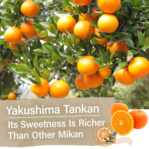 (4.9OZ) YAMASAN KYOTO UJI Japanese Candy - Mandarin Orange Flavor of Yakushima, Individually Wrapped, No Chemical