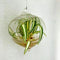 Blissful Rooted Spider Plant 2-4" H Houseplant Easy 2 Grow, Perfect for