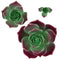Global Sugar Art Succulent Taurus Sugar Cake Flowers Assortment with Wire, 3