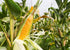 1.5 Food to Live Old Fashioned Cornmeal, Pounds - Whole Grain Corn Flour, Coarse Meal, Vegan, Kosher, Bulk, Great