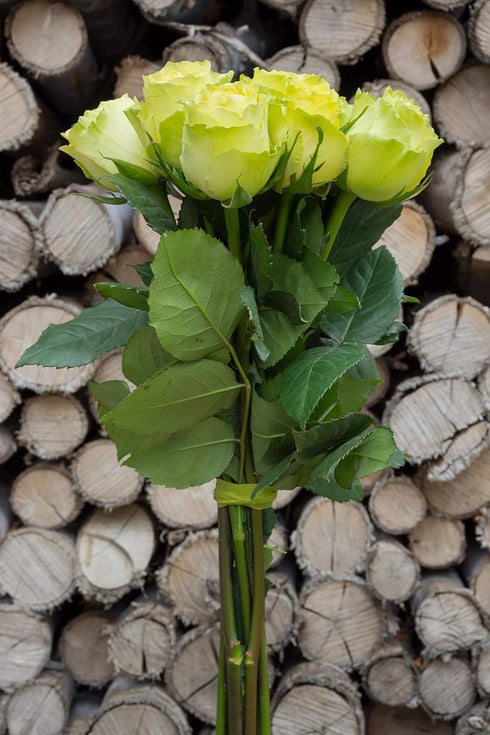 Flower Explosion 12 Stems - Fresh Cut Limbo Green Rose Bouquet from