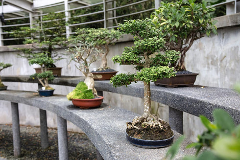 5 Bonsai Tree Bundle | Collection of Live Tree Seedlings | The Jonsteen Company
