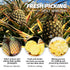 Duwen 1lb /1pound 16oz Dried Pineapple Slices Dehydrated Cocktail Garnish Decor & Edible Pine-apple Fllower No Sugar