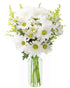 KaBloom Flowers - Bountiful Beauty Bouquet of Fresh White Daisies with Vase
