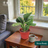 4 Inch (6" Monstera Peru | Live Plant in a Growers Pot | Live Indoor, Easy to Grow, Easy to Care, and Low Maintenance