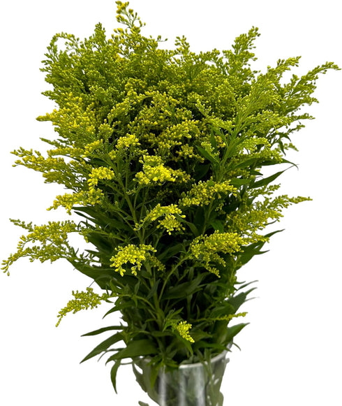 20 Vibrant Solidago Carzan Glory Bouquets for Home Decor & Special Occasions