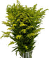 20 Vibrant Solidago Carzan Glory Bouquets for Home Decor & Special Occasions