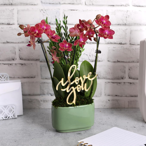 4" Green Circle Growers Mini Red Orchid Love You Edition in Sage Ceramic Planter, Live Indoor Orchid Gift