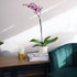 20-24" Purple Phalaenopsis Live Orchid Plant Lover Gift & White Orchid Pot, Tall, Live Plant Gift, Fresh Orchids Plants