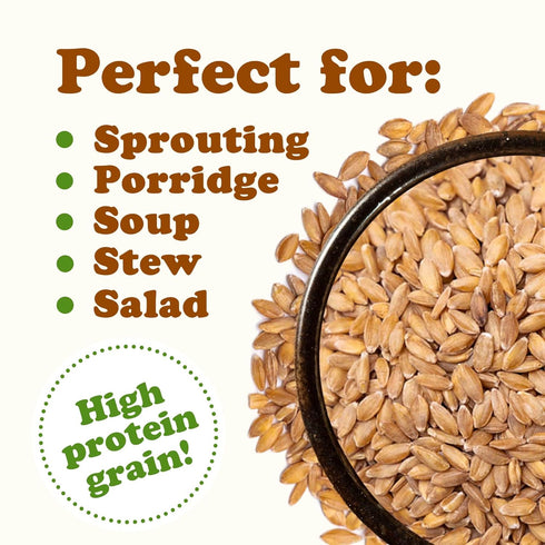 3 Food to Live Organic Einkorn Wheat Berries, Pounds Non-GMO, Good Source of Protein, Fiber, and Vitamins, Low-glycemic