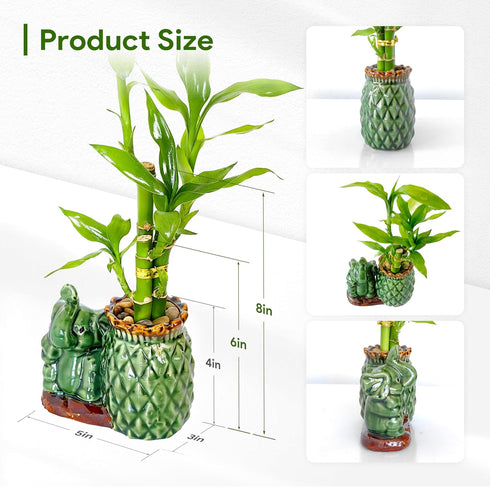 3-Stalk (26 18) Set Lucky Bamboo + Live Indoor Plant Elephant & Pineapple Ceramic Pot with Pebble Bag
