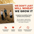 (80 (Pack 1)) Sunrise Flour Mill Heritage Hard Red Wheat Berries (Turkey Red) Ounce of Certified Organic | Non-GMO |