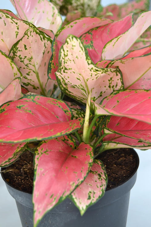 6 Inch 3-Pack Live Aglaonema Chinese Evergreen, Lucky Plant Growers Choice of Ruby Ray, Lady Valentine, or Lucky Red