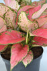 6 Inch 3-Pack Live Aglaonema Chinese Evergreen, Lucky Plant Growers Choice of Ruby Ray, Lady Valentine, or Lucky Red