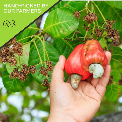 (16oz 1 LB) Packed NUT CRAVINGS - Raw Cashew Halves & Pieces, Unsalted, Shelled, - Fresh in Resealable Bag - Kosher