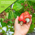 (16oz 1 LB) Packed NUT CRAVINGS - Roasted Cashews Slightly Salted - Jumbo, Whole - Fresh in Resealable Bag - Nut Snack