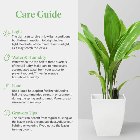 6-Inch American Plant Exchange Cast Iron Plant Live Potted Evergreen, Low-Maintenance Hardy Houseplant