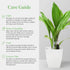 6-Inch American Plant Exchange Cast Iron Plant Live Potted Evergreen, Low-Maintenance Hardy Houseplant