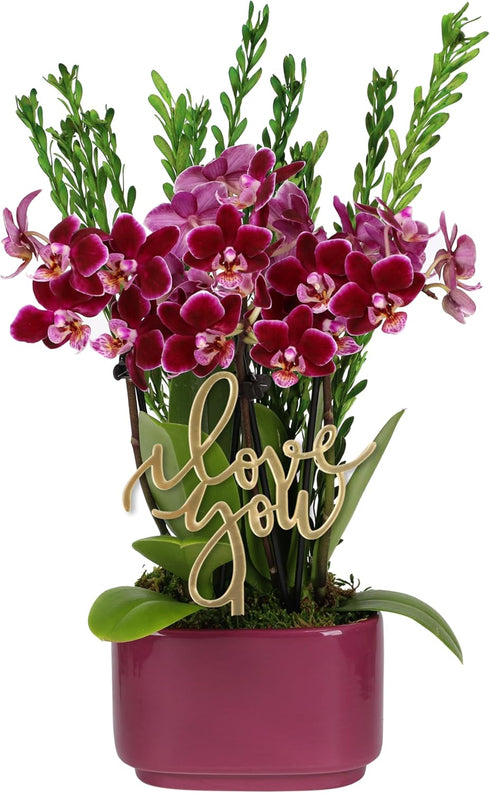 Green Circle Growers 4" Mini Dark Purple Orchid in Purple Ceramic Planter