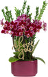 Green Circle Growers 4" Mini Dark Purple Orchid in Purple Ceramic Planter