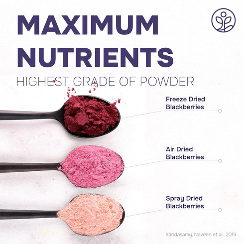 5 Jungle Powders Organic Blackberry Powder Ounce Bag USDA Certified Freeze Dried Blackberries Powder for Baking Whole