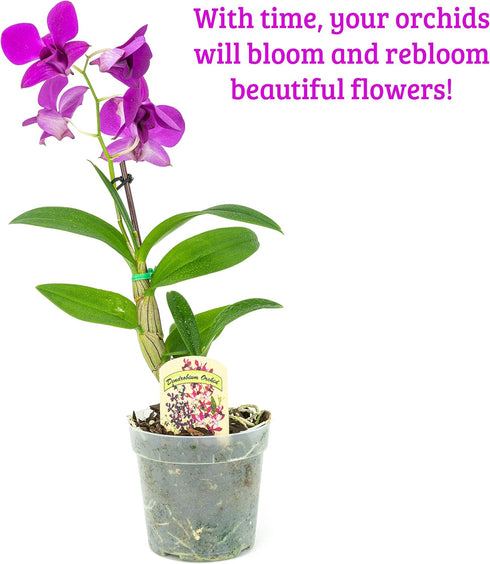 2 Live Orchid Plants | Dendrobium Orchids | Real Houseplants in Potting Soil Mix with Orchid Pots | Flowering Plants |