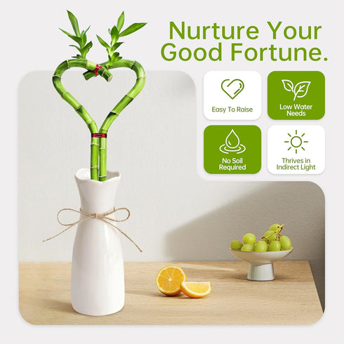 12" Heart Shaped Lucky Bamboo - Live Indoor Plant, Double Stalk Heart Arrangement - Ideal Gift for Birthday