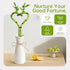 12" Heart Shaped Lucky Bamboo - Live Indoor Plant, Double Stalk Heart Arrangement - Ideal Gift for Birthday