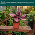 6 CoollectivePlants Calathea Rosceapicta Rosy Live Indoor Plant in Grower Pot, Easy Care Tropical Houseplant, Low