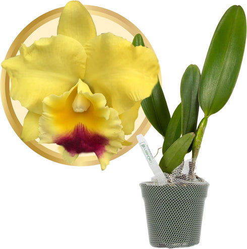 Better-Gro Cattleya Hybrid RLC. Goldenzelle 'Lemon Chiffon, 4" Live Plant, Blooms in