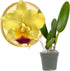 Better-Gro Cattleya Hybrid RLC. Goldenzelle 'Lemon Chiffon, 4" Live Plant, Blooms in