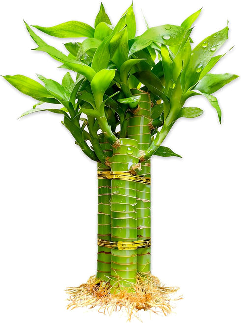 3 Stalks Lucky Bamboo Plants Indoor Live - Multi-Height Set (2x6 &