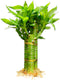 3 Stalks Lucky Bamboo Plants Indoor Live - Multi-Height Set (2x6 &