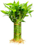 3 Stalks Lucky Bamboo Plants Indoor Live - Multi-Height Set (2x6 &