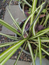 2-4" 2 Blissful Rooted Spider Plant H Houseplant Easy Grow, Perfect for Home Decor, Indoor Plants Wedding/Party Favor