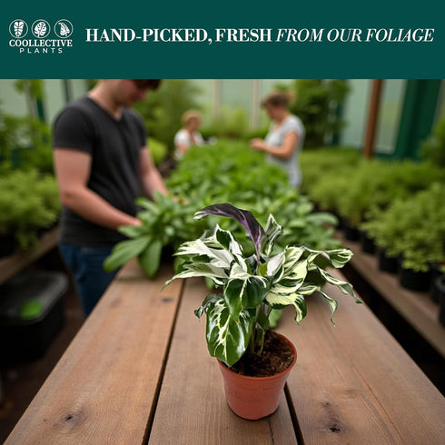 6 CoollectivePlants Calathea Stella Live Indoor Plant in Grower Pot, Easy Care Tropical Houseplant, Pet Friendly Prayer