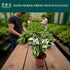 6 CoollectivePlants Calathea Stella Live Indoor Plant in Grower Pot, Easy Care Tropical Houseplant, Pet Friendly Prayer
