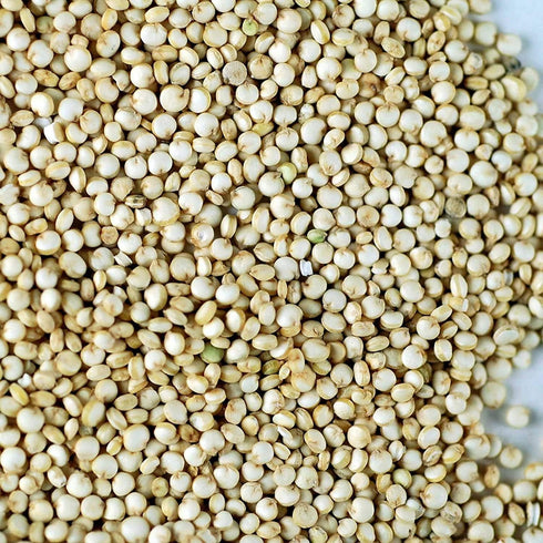 1 Lb Handy Pantry Organic Quinoa Sprouting Seed- - Quinoa Grain Seeds - for Flour, Bread, Baking, Cooking, Food