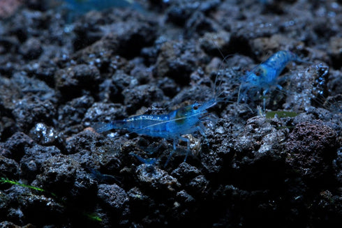Live Freshwater Aquarium Shrimp Neocaridina (Blue Velvet (5 Pack))