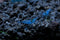 Live Freshwater Aquarium Shrimp Neocaridina (Blue Velvet (5 Pack))