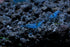 Live Freshwater Aquarium Shrimp Neocaridina (Blue Velvet (5 Pack))